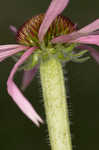 Wavyleaf purple coneflower